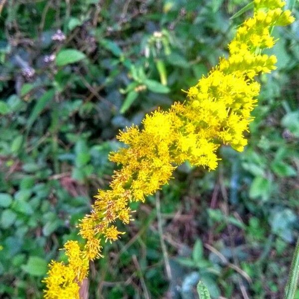 Solidago chilensis Flower