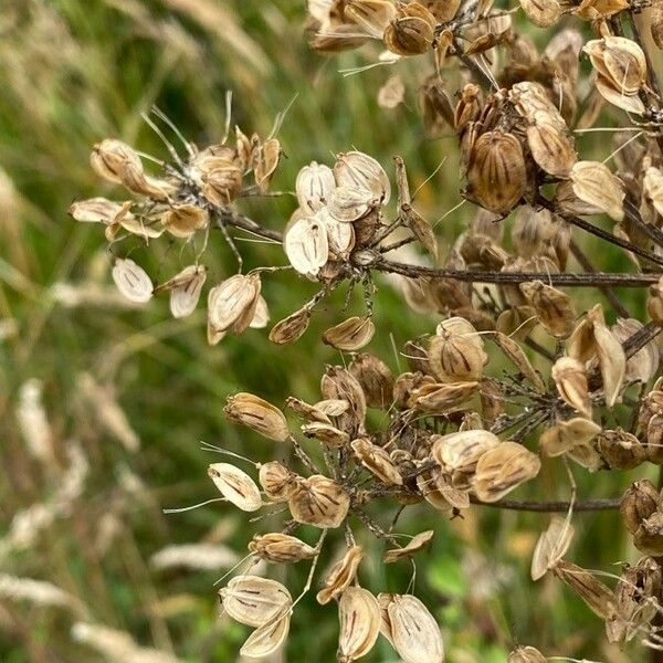 Thapsia garganica Фрукт