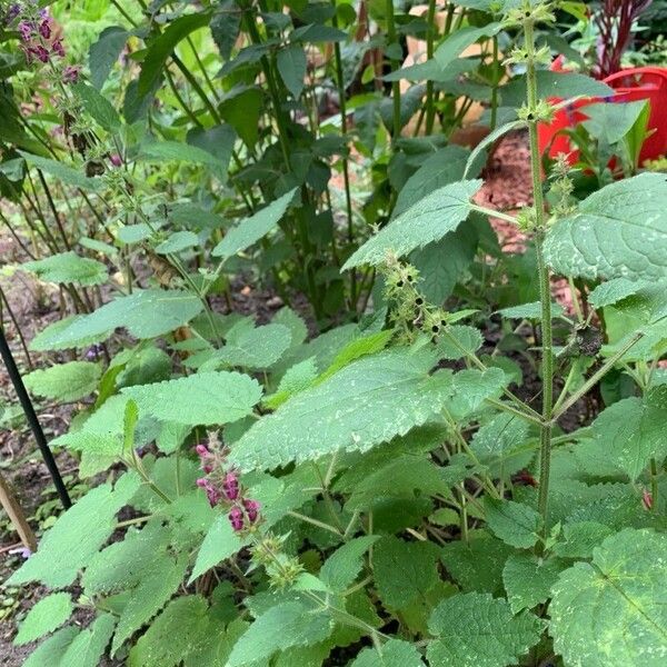 Stachys sylvatica পাতা