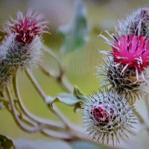 Arctium tomentosum Çiçek