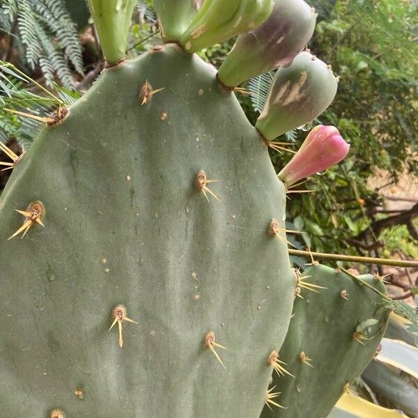 Opuntia stricta Deilen