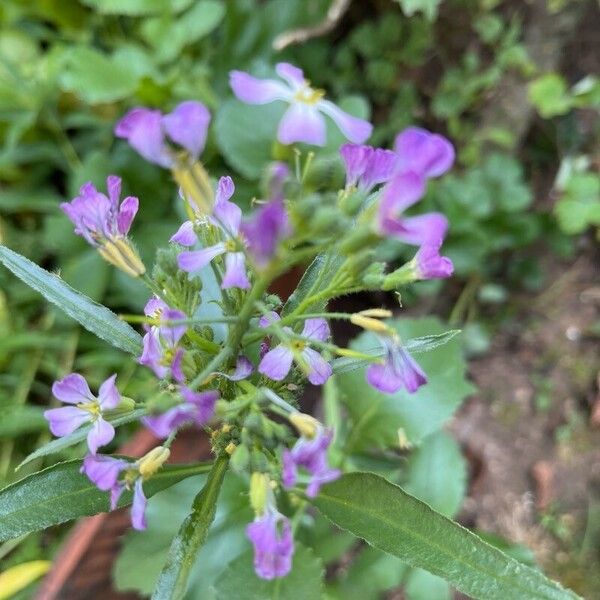 Raphanus raphanistrum Blüte