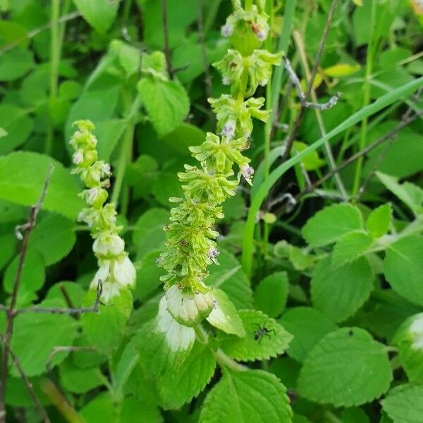 Platostoma hildebrandtii Blomma