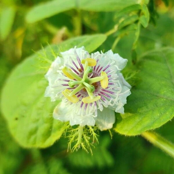 Passiflora foetida Fiore