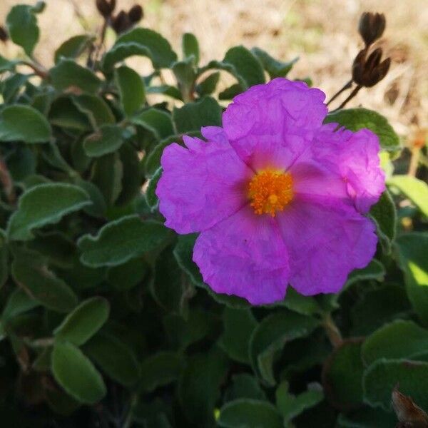 Cistus creticus 花