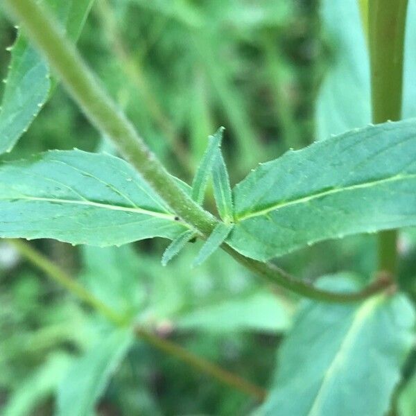 Epilobium montanum 葉