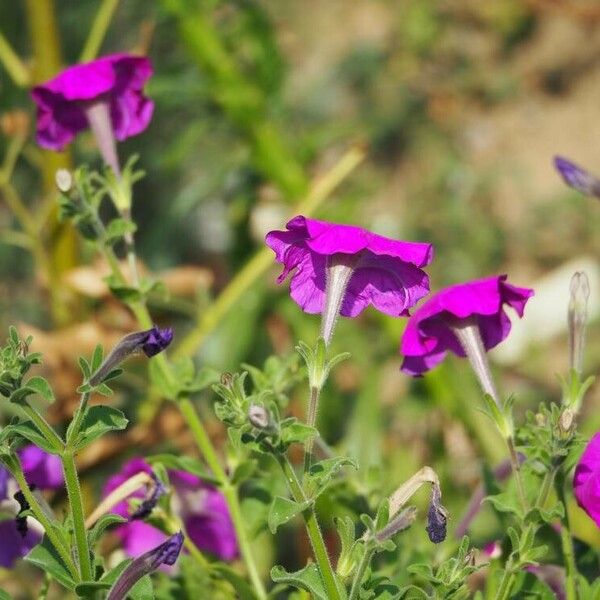 Petunia integrifolia Flower