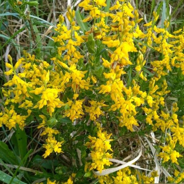 Genista germanica Flower