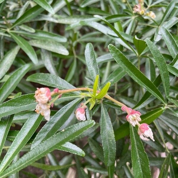 Chimaphila umbellata Flor