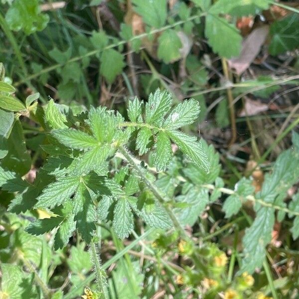 Agrimonia eupatoria Leht