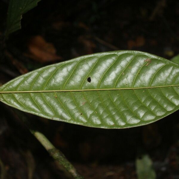 Anaxagorea phaeocarpa Leaf