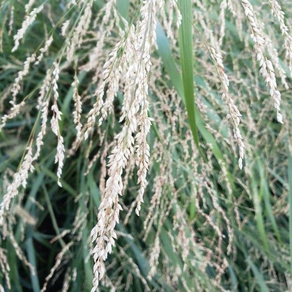 Panicum virgatum Frucht