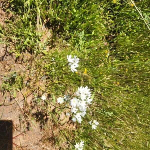 Triteleia hyacinthina Floro