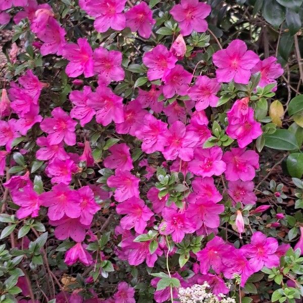 Rhododendron kiusianum Flower