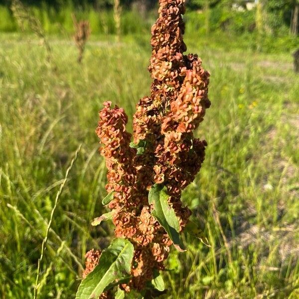 Rumex longifolius ফুল