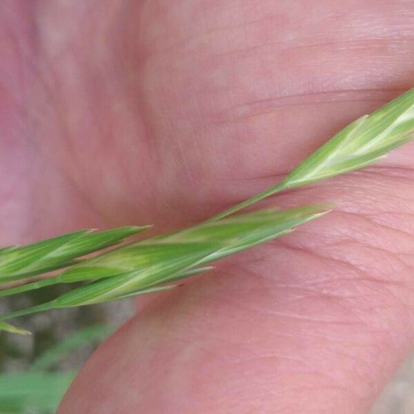 Bromus catharticus Fiore