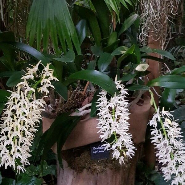 Dendrobium speciosum عادت