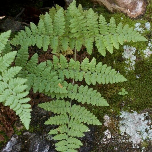 Hypodematium crenatum Alkat (teljes növény)