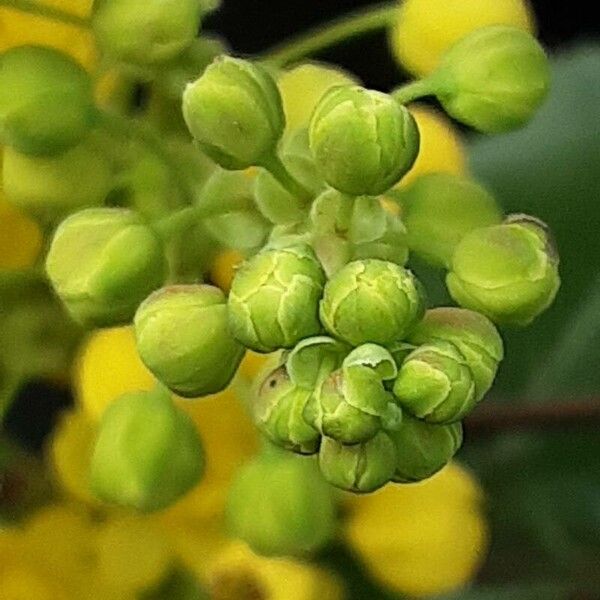 Berberis repens Flor