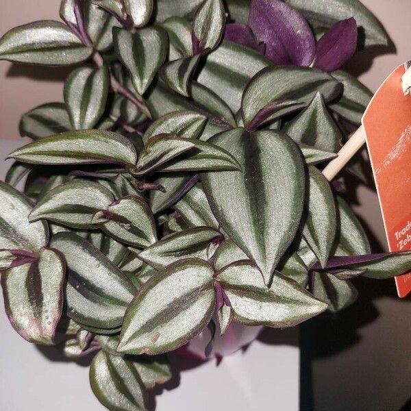 Tradescantia zebrina ശീലം