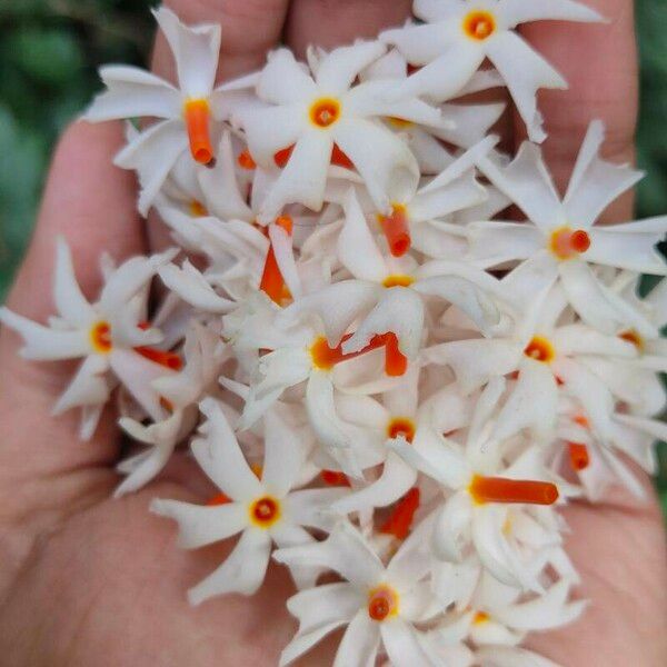 Nyctanthes arbor-tristis Blüte