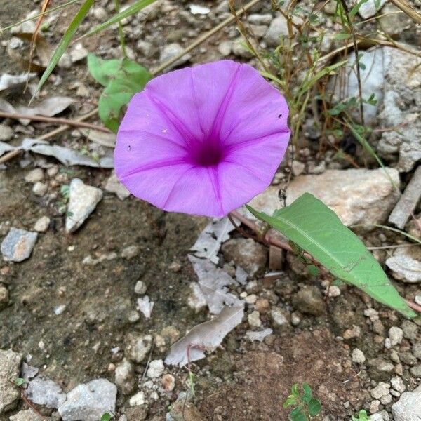 Ipomoea sagittata 花