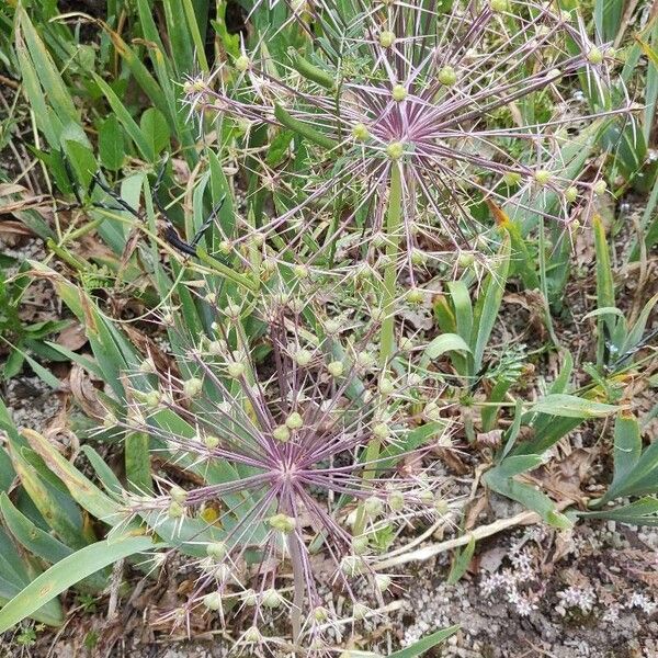 Allium cristophii Květ