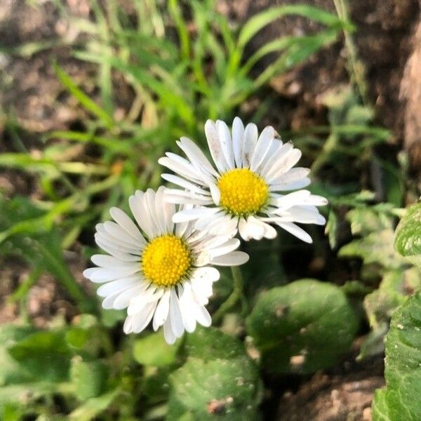 Bellis annua Cvet