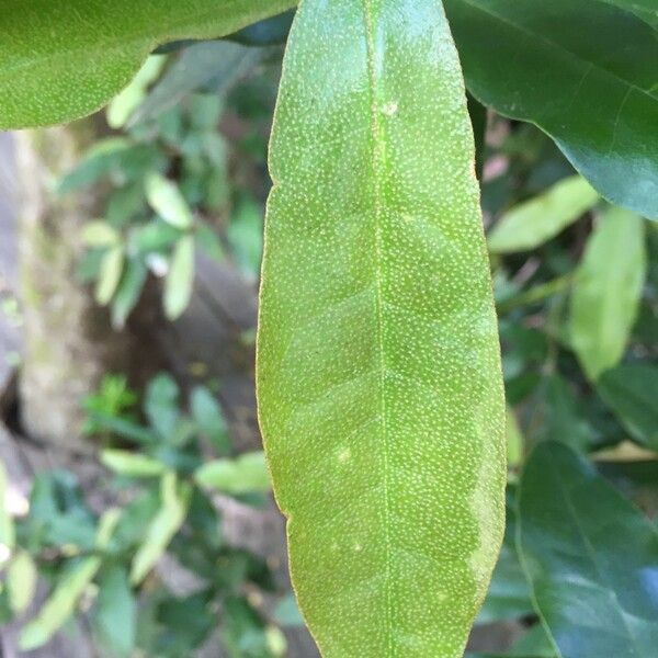 Aextoxicon punctatum Leaf