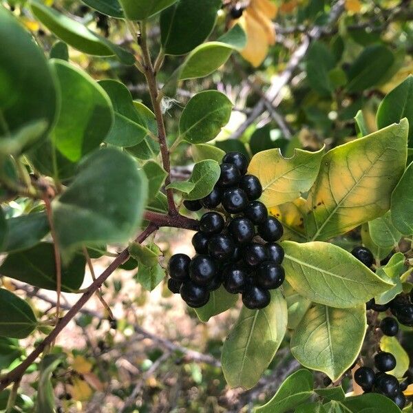 Rhamnus alaternus Plod