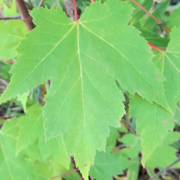 Acer rubrum Folla