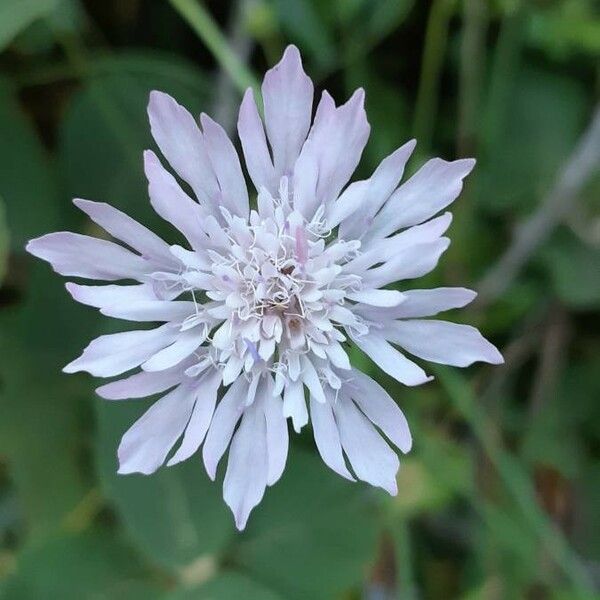 Knautia integrifolia Flor