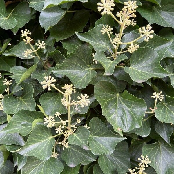 Hedera colchica Flower