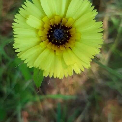 Tolpis barbata Blomst