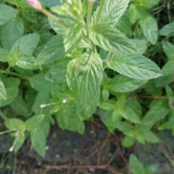 Epilobium roseum Leaf