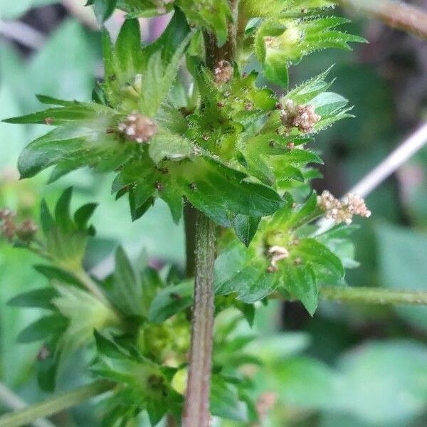 Acalypha virginica Blüte