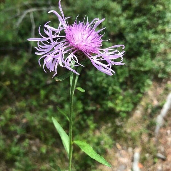 Centaurea jacea Blatt