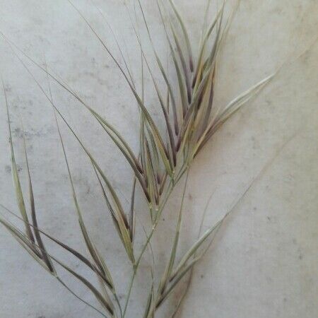 Bromus rubens Flower