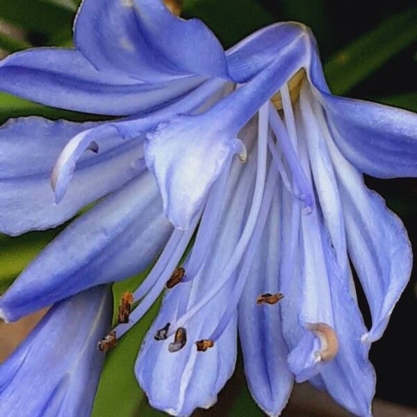 Agapanthus praecox ফুল