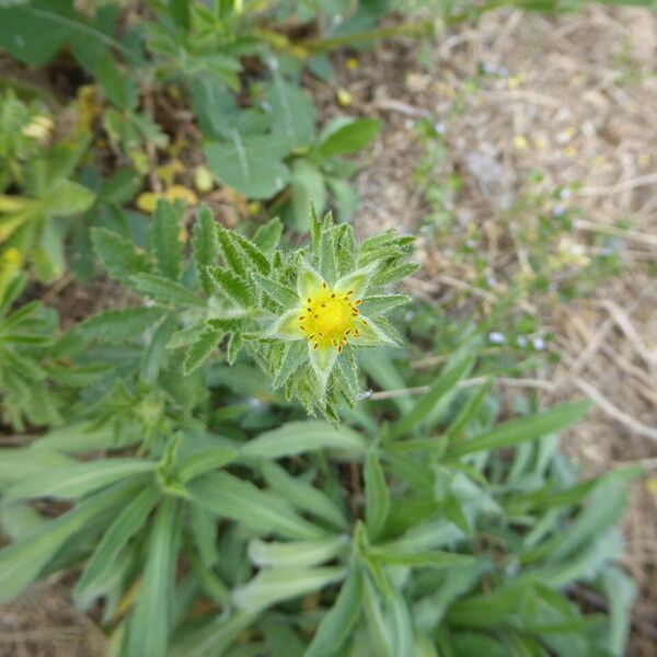 Potentilla recta Συνήθη χαρακτηριστικά