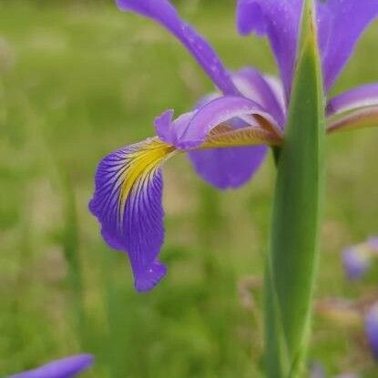 Iris spuria Blomst