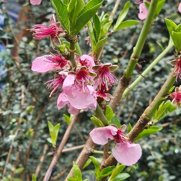 Prunus persica Blüte