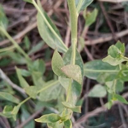 Lepidium latifolium Φύλλο