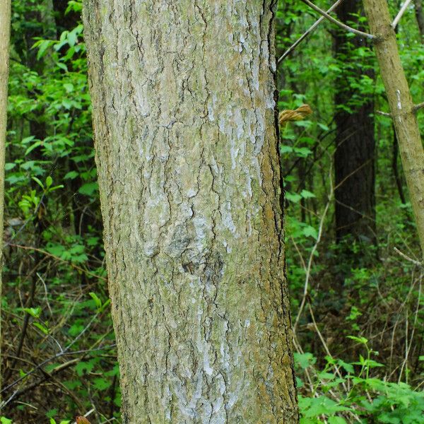 Acer pictum Bark