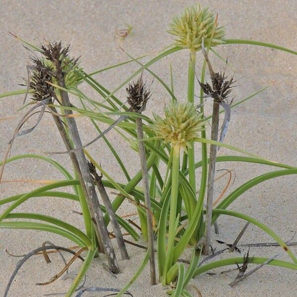 Cyperus capitatus Flower