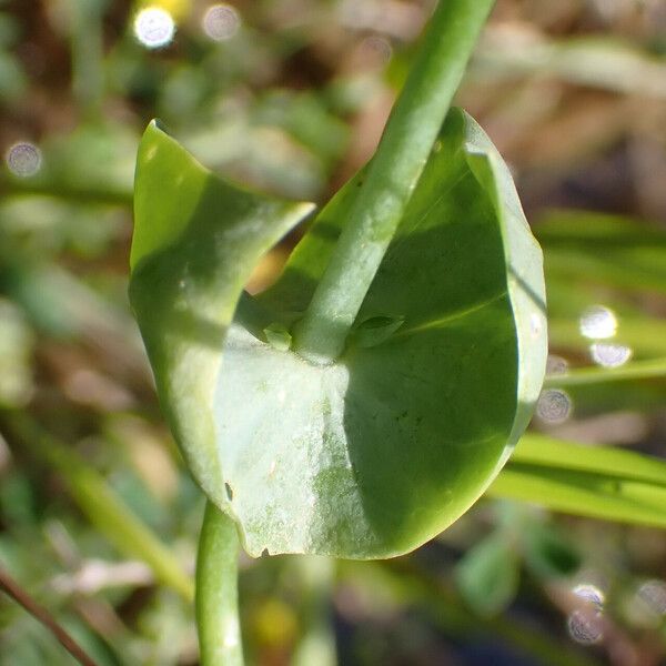 Blackstonia perfoliata ഇല