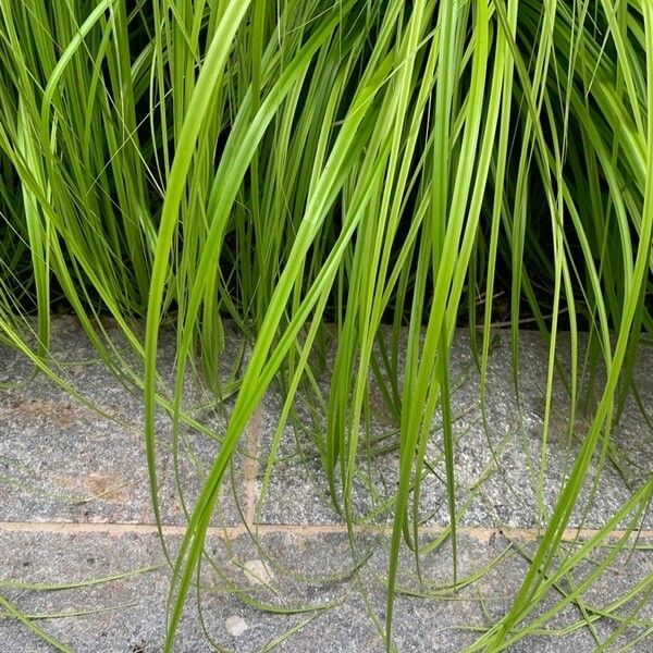 Carex elata Blatt