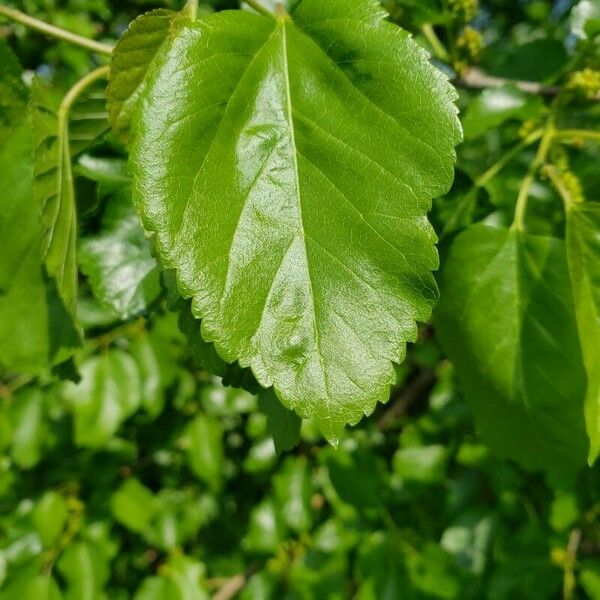Morus nigra Leaf