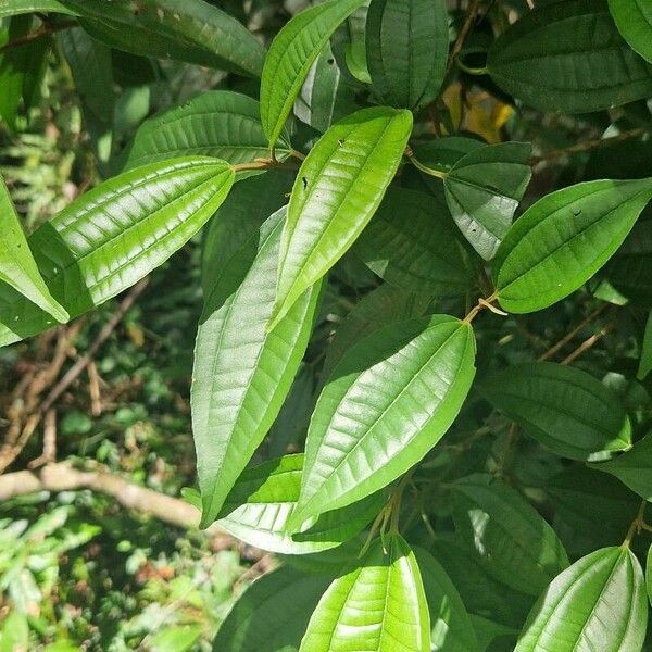 Miconia prasina Leaf