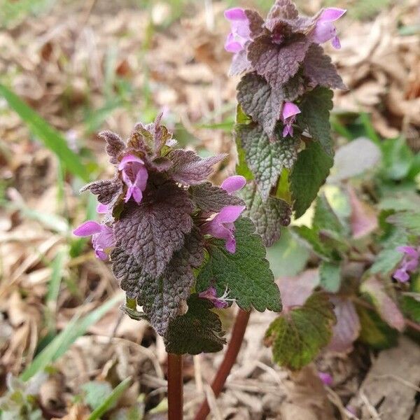 Lamium hybridum Flower